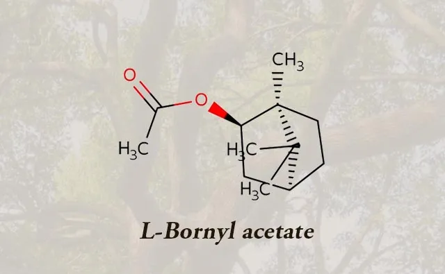 New Ingredient Introduction – L-Bornyl Acetate