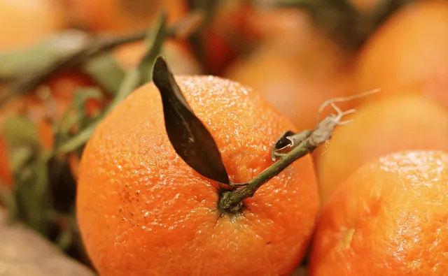 Florida’s Citrus Industry Faces Multiple Crises: A Battle for Survival Amidst Disease, Disasters, and Urban Encroachment