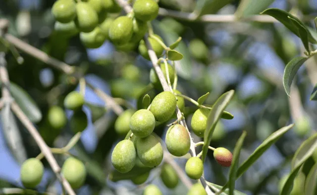 Olive bioactives as a strategy to improve animal intestinal integrity
