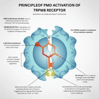 PRINCIPLEOF PMD ACTIVATION OF TRPM8 RECEPTOR