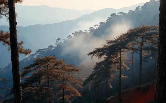 The Silent Blight: Pine Forests, Rosin, and a Nation’s Quiet Struggle