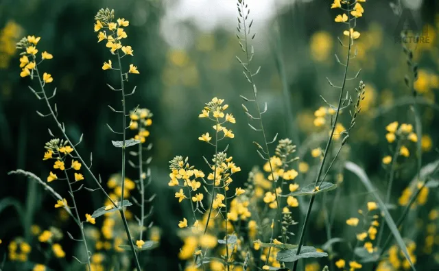 Sustainable Plant-based Alternative to Retinol