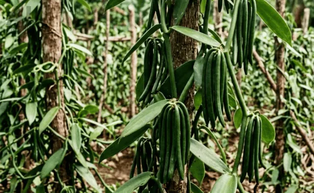 Pesticide Engineering from Natural Vanillin: Recent Advances and a Perspective