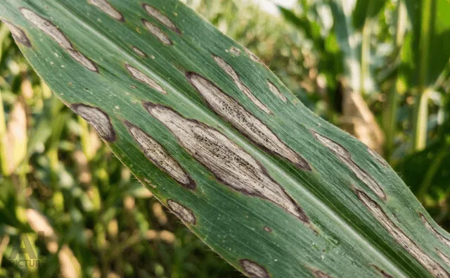 Getting Ready for Insects and Diseases in 2026